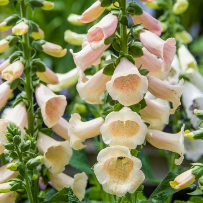 Náprstník oranžový - Digitalis purpurea - semena náprstníku - 0,08 g