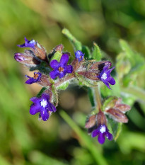 Pilát lékařský - Anchusa officinalis - semena pilátu - 10 ks
