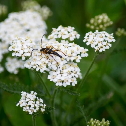 Řebříček obecný bílý - Achillea millefolium - semena řebříčku - 500 ks
