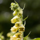 Náprstník žlutý - Digitalis lutea - semena náprstníku - 60 ks