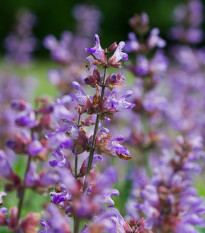 BIO Šalvěj lékařská - Salvia officinalis - bio semena šalvěje - 30 ks