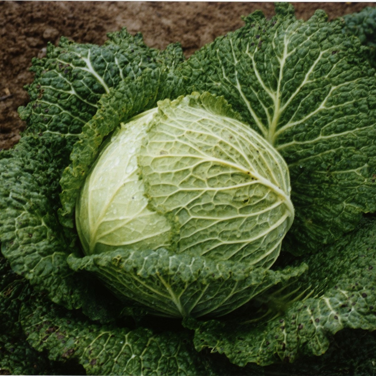 Kapusta hlávková Verita F1 - Brassica oleracea var. sabauda - semena kapusty - 110 ks