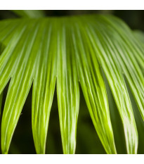Pálma – Carludovica palmata – pálmamagok – 10 db