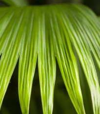 Palma - Carludovica palmata - semena palmy - 3 ks