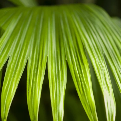 Pálma – Carludovica palmata – pálmamagok – 10 db