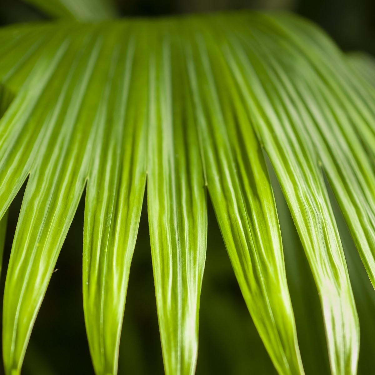 Pálma – Carludovica palmata – pálmamagok – 10 db