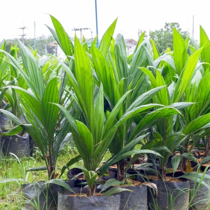 Palma - Asplundia - semena palmy - 4 ks