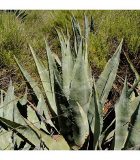 Agáve - Agave atrovirens - semena agáve - 10 ks