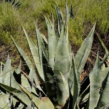Agáve - Agave atrovirens - semena agáve - 10 ks
