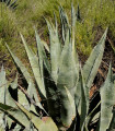 Agáve - Agave atrovirens - semena agáve - 10 ks