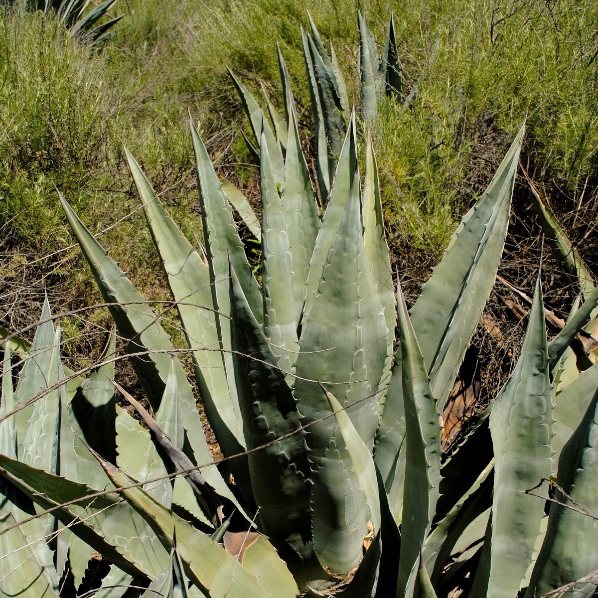 Agáve - Agave atrovirens - semena agáve - 10 ks