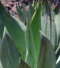 Agave marmorata – Agave marmorata – agave magok – 20 db