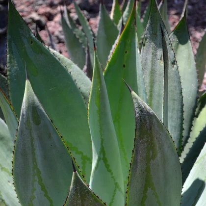 Agáve marmorata - Agave marmorata - semena agáve - 10 ks