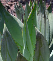 Agave marmorata – Agave marmorata – agave magok – 20 db