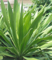 Agáve bulliana - Agave bulliana - semena agáve - 9 ks
