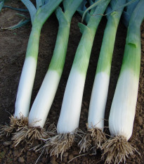 Pór pravý Golem - Allium porrum - semena póru - 200 ks