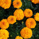 Aksamitník vzpřímený Sunset - Tagetes erecta - semena aksamitníku - 0,3 g