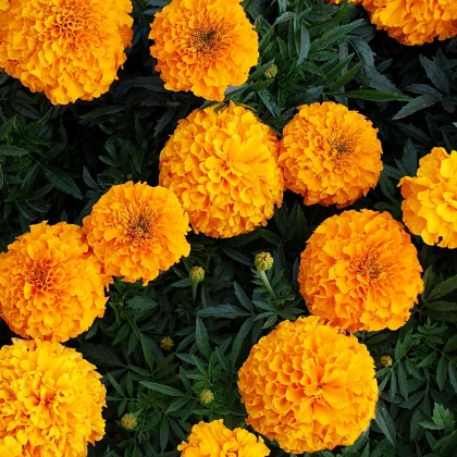 Aksamitník vzpřímený Sunset - Tagetes erecta - semena aksamitníku - 0,3 g