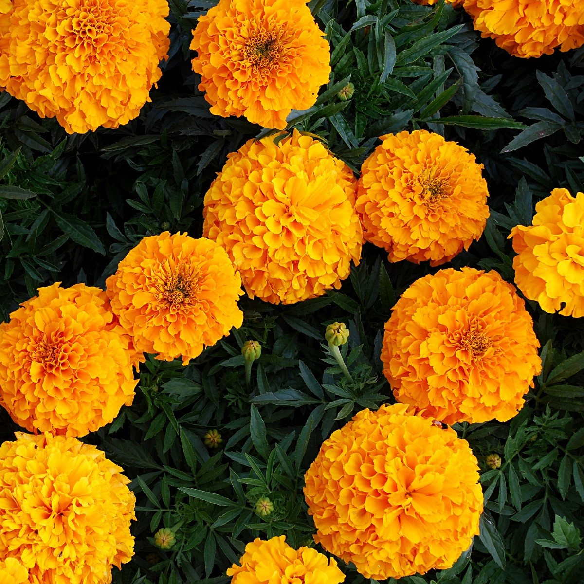 Aksamitník vzpřímený Sunset - Tagetes erecta - semena aksamitníku - 0,3 g