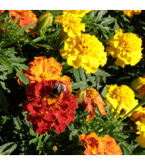 Aksamitník vysoký směs - Tagetes erecta - semena aksamitníku - 0,3 g