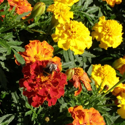 Aksamitník vysoký směs - Tagetes erecta - semena aksamitníku - 0,3 g
