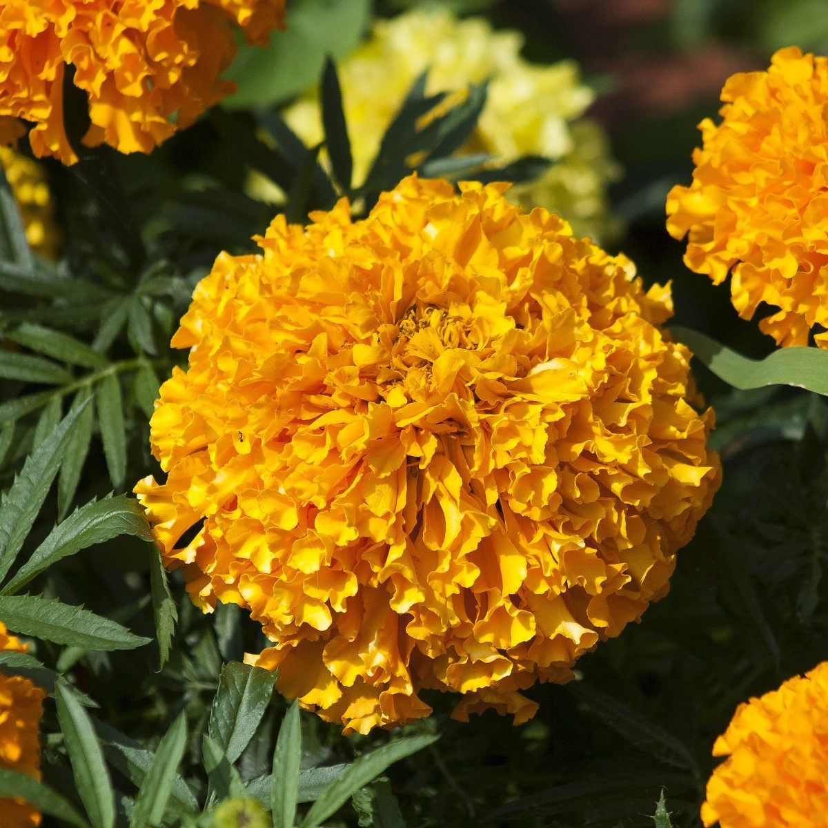 Aksamitník vzpřímený nízký Golden Age - Tagetes erecta nana - semena aksamitníku - 0,3 g