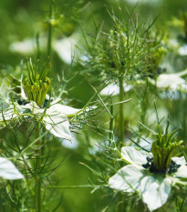Černucha damašská bílá - Nigella damascena - semena černuchy - 150 ks
