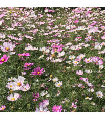 Krásenka Sensation směs - Cosmos bipinatus mix - semena krásenky - 20 ks