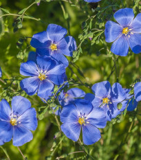 Len modrý - Linum perenne - semena lnu - 250 ks