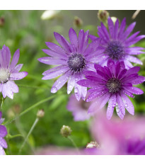 Suchokvět roční směs - Xeranthemum annuum mix - semena suchokvětu - 200 ks