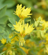 Lichořeřišnice stěhovavá - Tropaeolum peregrinum - semena lichořeřišnice - 15 ks