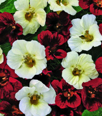 Lichořeřišnice nízká Ebony and Ivory - Kapucínka - Tropaeolum minus - semena lichořeřišnice - 15 ks