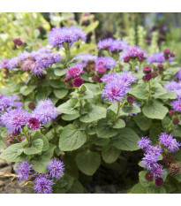 Nestařec mexický - Ageratum houstonianum - semena nestařce - 0,5 g