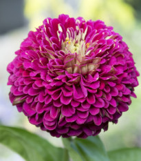 Ostálka jiřinkokvětá fialová - Zinnia elegans - semena ostálky - 50 ks