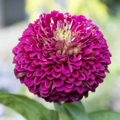 Ostálka jiřinkokvětá fialová - Zinnia elegans - semena ostálky - 50 ks