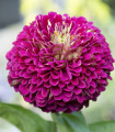 Ostálka jiřinkokvětá fialová - Zinnia elegans - semena ostálky - 50 ks