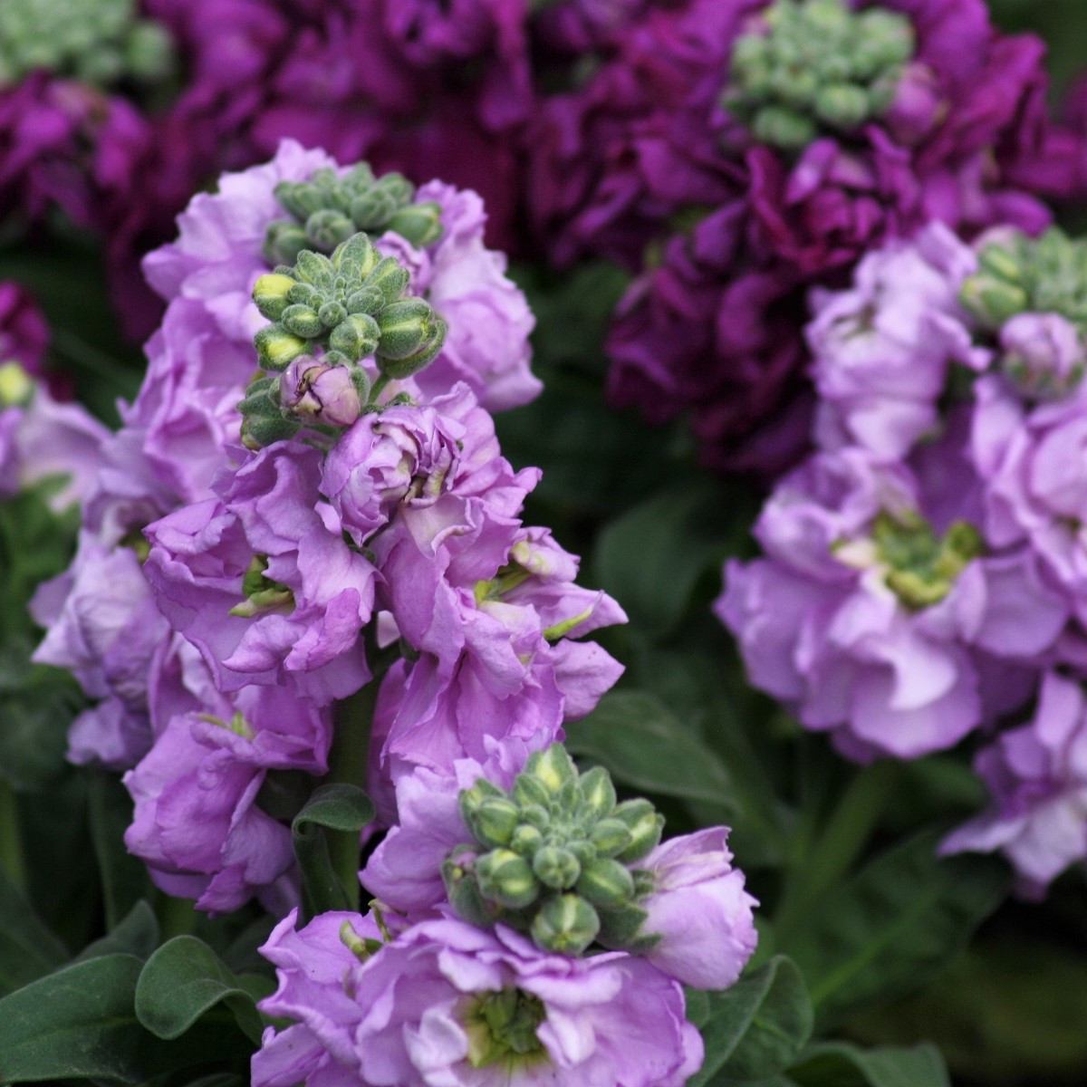 Fiala letní Miracle směs - Matthiola incana - semena fialy - 60 ks