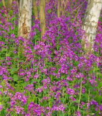 Měsíčnice roční fialová Honesty - Lunaria annua - semena měsíčnice - 50 ks