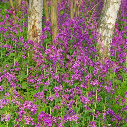 Měsíčnice roční fialová Honesty - Lunaria annua - semena měsíčnice - 50 ks