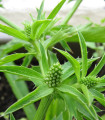 Koriandr mexický - Eryngium foetidum - semena koriandru - 50 ks