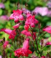Dračík Hartwegův směs - Penstemon hartwegii mix - semena dračíku - 0,2 g