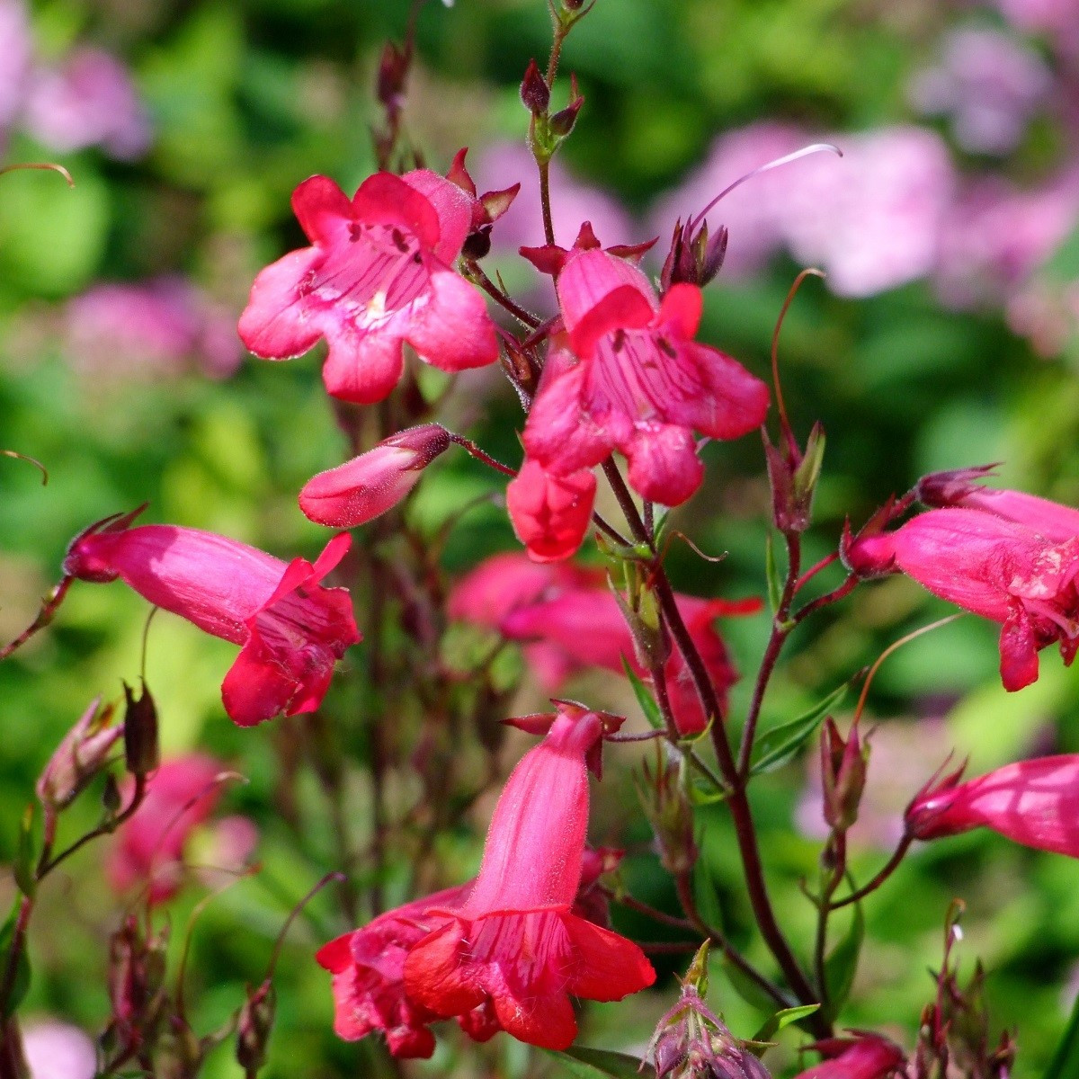 Dračík Hartwegův směs - Penstemon hartwegii mix - semena dračíku - 0,2 g