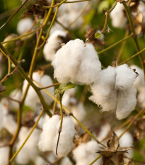 Bavlník bylinný - Gossypium herbaceum - semena bavlníku - 6 ks