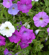 Petúnie velkokvětá nízká - Petunia hybrida nana - semena petúnie - 0,1 g