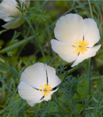 Sluncovka kalifornská bílá - Eschscholzia californica - semena sluncovky - 450 ks
