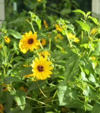 Gyenge napraforgó keverék – Helianthus debilis mix – napraforgómag – 15 db