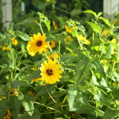 Gyenge napraforgó keverék – Helianthus debilis mix – napraforgómag – 15 db