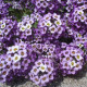 Tařicovka přímořská Fialová královna - Alyssum maritimum - semena tařicovky - 1 g