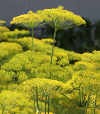 BIO Kopr vonný Diana - Anethum graveolens - bio semena kopru - 300 ks