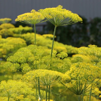 BIO Kopr vonný Diana - Anethum graveolens - bio semena kopru - 300 ks